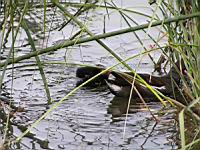 Poule d'eau (ord Anseriformes) (fam Annatides) (Photo F. Mrugala) (09)